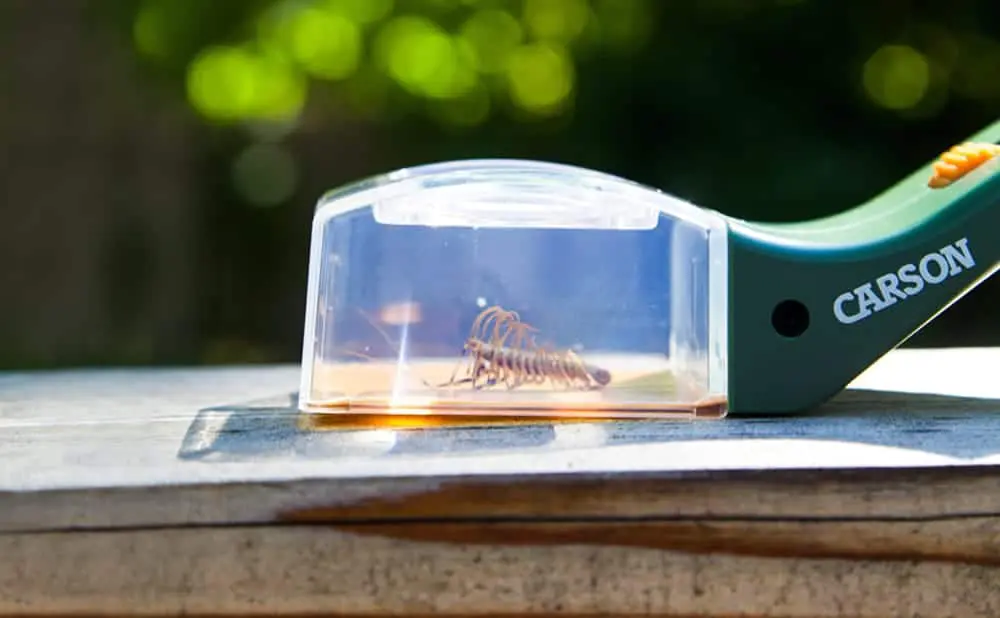 Carson Kids BugView 5x Magnifier and Quick-Release Bug Catching Tool HU-10 - Image 5